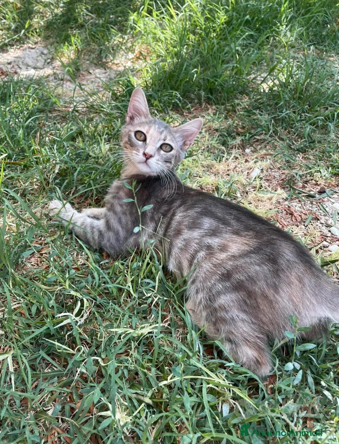 Altre razze gatti in regalo: gattina dolce grigia a pelo corto a Provincia di Ascoli Piceno - Annuncio 4