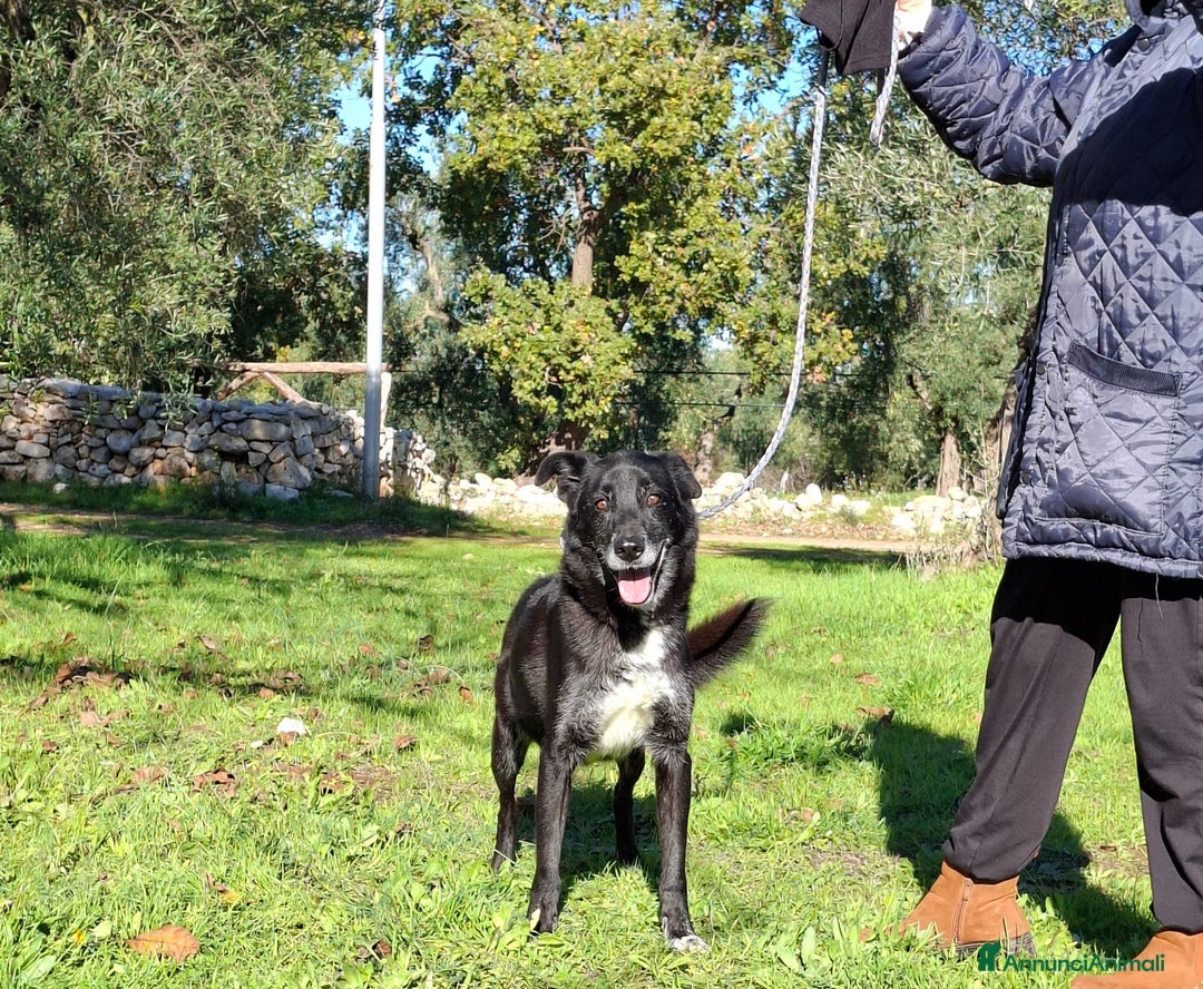 Meticcio cani in regalo: Crik&Crok Cerca Famiglia. Info Monica 3890238584 - Annuncio 5