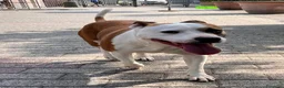Meticcio cani in regalo: MAYA AMSTAFF - Annuncio 3
