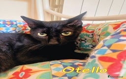Europeo gatti in regalo: OTELLO GATTINO DOLCISSIMO a Città metropolitana di Roma Capitale - Immagine 2