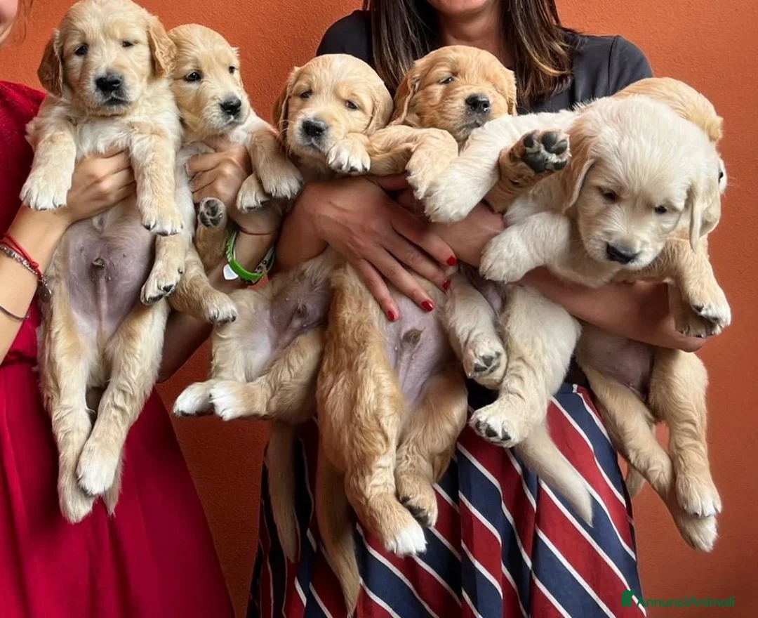 Golden Retriever cani per accoppiamento: Golden Retriever, Inglese. Ettore, cerca fidanzata a Città Metropolitana di Torino - Annuncio 12