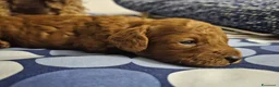 Barboncino cani in vendita: Barboncini rosso fulvi - Annuncio 4
