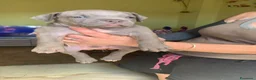 American Bully cani in vendita: American bully XL - Annuncio 8