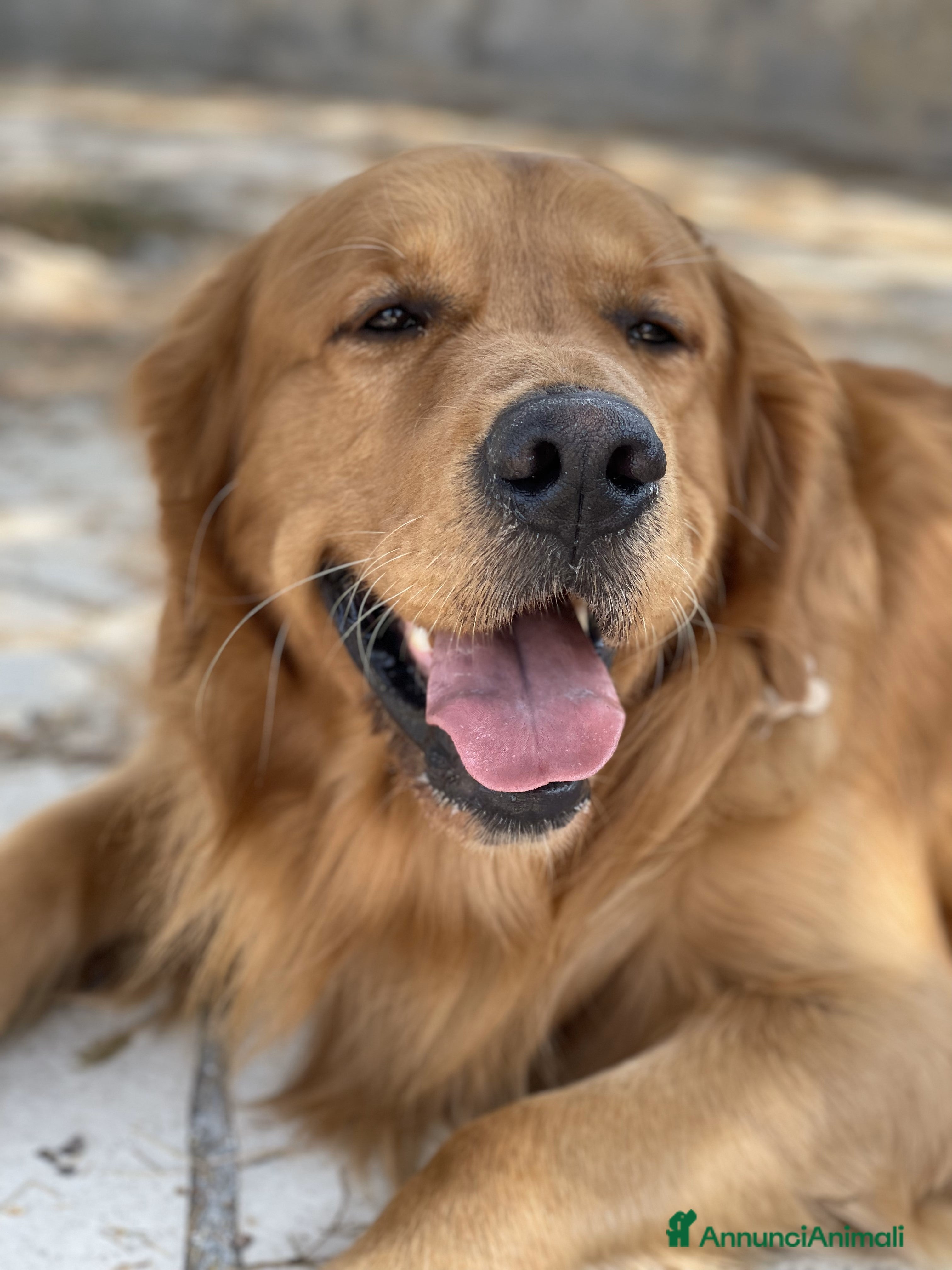 Golden Retriever cani GOLDEN RETRIEVER MASCHIO PER ACCOPPIAMENTO - Annuncio 1