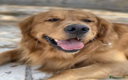 Golden Retriever cani per accoppiamento: GOLDEN RETRIEVER MASCHIO PER ACCOPPIAMENTO a Città Metropolitana di Milano - Immagine 1