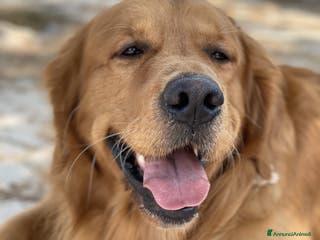 Golden Retriever cani GOLDEN RETRIEVER MASCHIO PER ACCOPPIAMENTO - Annuncio 3