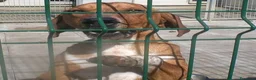 Meticcio cani in regalo: POLDO esuberante ed affettuoso a Città Metropolitana di Torino - Annuncio 4