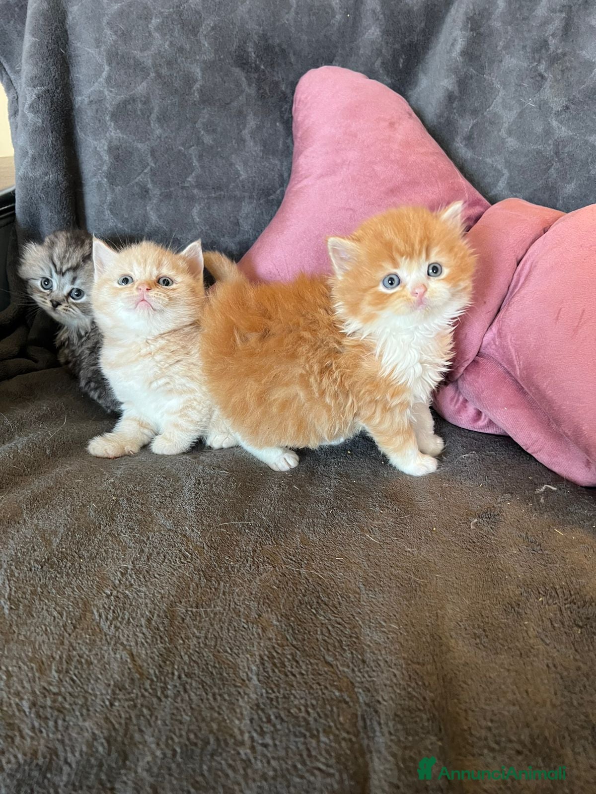 Scottish gatti Scottish-fold e scottish-straight  - Annuncio 1