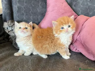 Scottish gatti Scottish-fold e scottish-straight - Annuncio 1