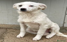 Meticcio cani in regalo: SOS SOS SOS CROSTATINA a Provincia di Forlì-Cesena - Immagine 3