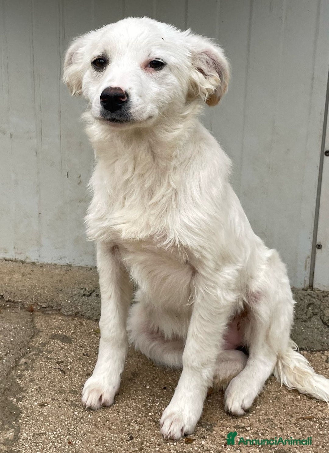 Meticcio cani in regalo: SOS SOS SOS CROSTATINA a Provincia di Forlì-Cesena - Immagine 3