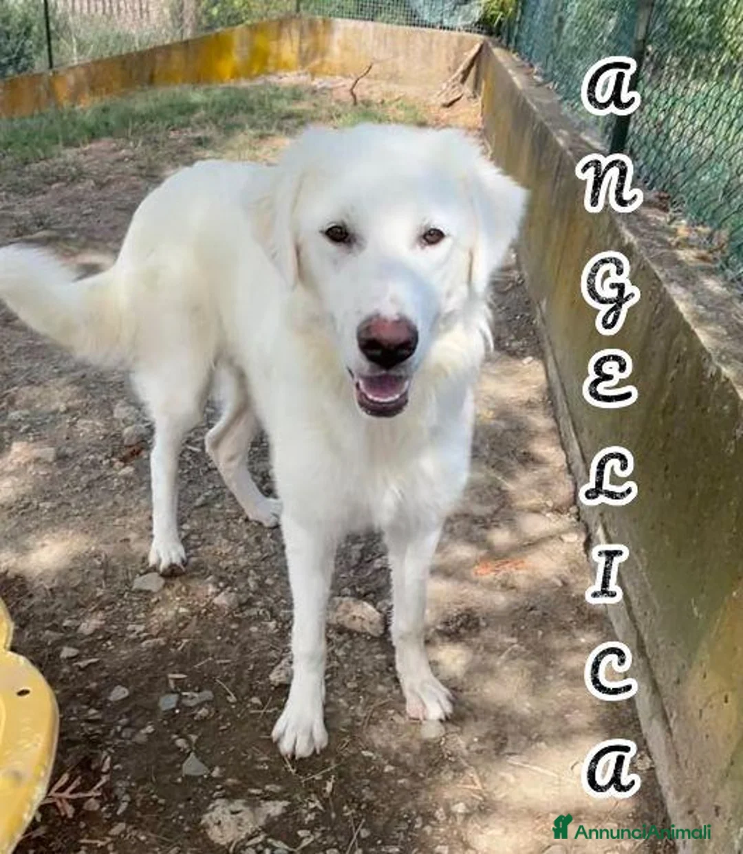 Meticcio cani in regalo: ANGELICA e ORLANDO meravigliosi cuccioloni - Annuncio 7
