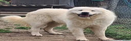 Pastore Abbruzzese Maremmano cani in vendita: cuccioli e cuccioloni di pastore Abruzzese Mar. - Annuncio 10