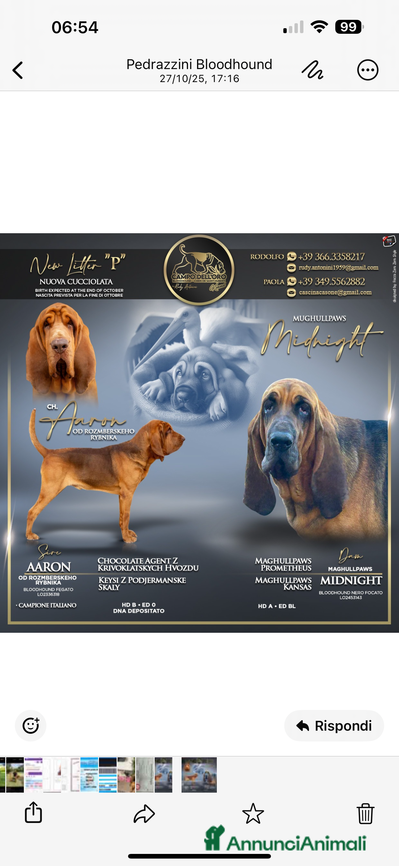 Bloodhound cani Bloodhound cuccioli - Annuncio 1