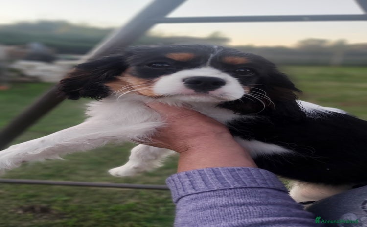 Cavalier King cani - Annuncio 9
