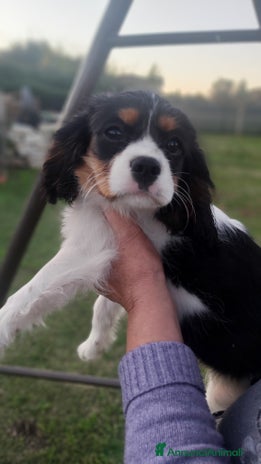 Cavalier King cani - Annuncio 2