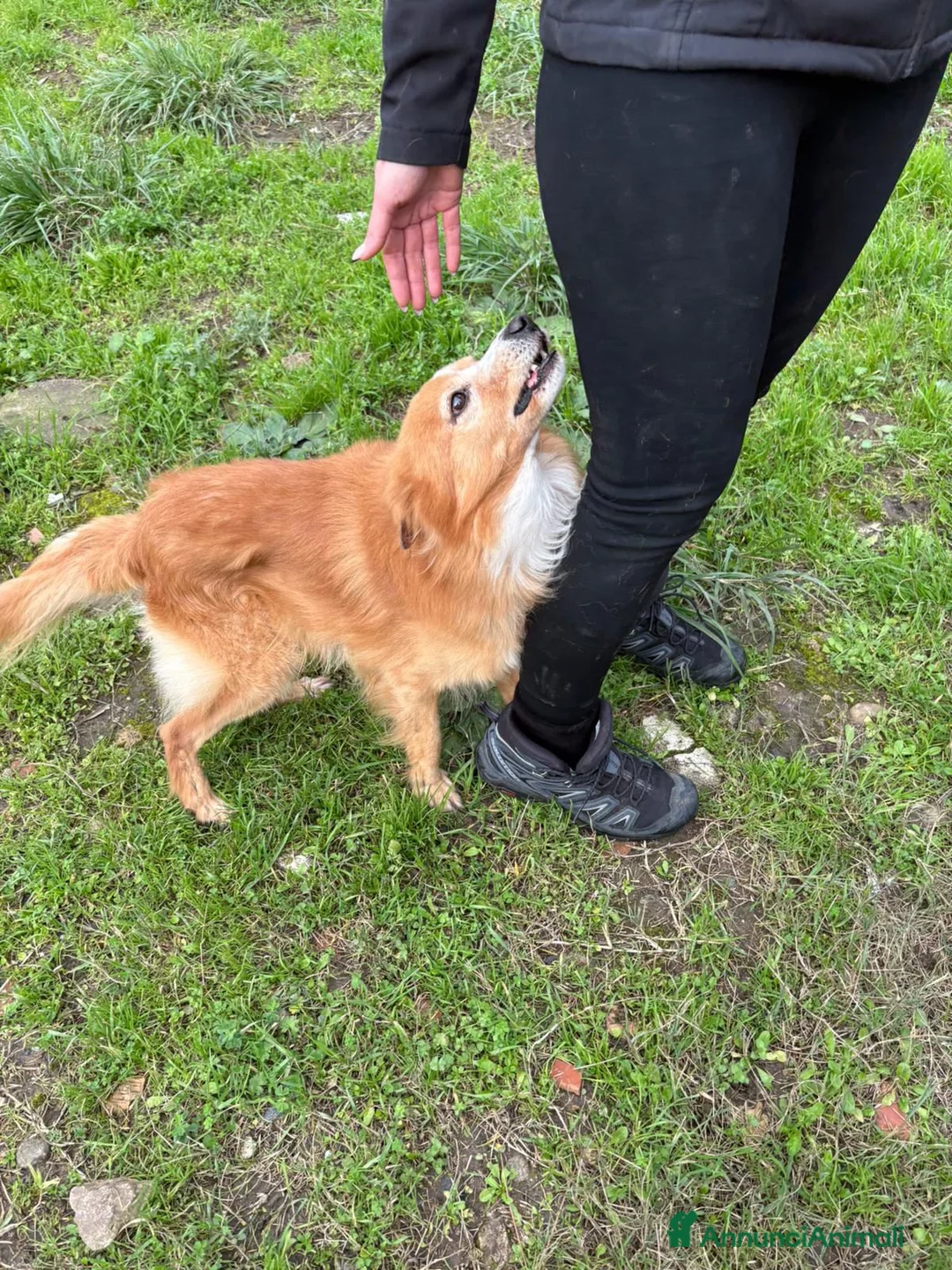 Meticcio cani in regalo: RICKY 💙- simil volpino, nessuno chiama per lui 🥲 - Annuncio 2