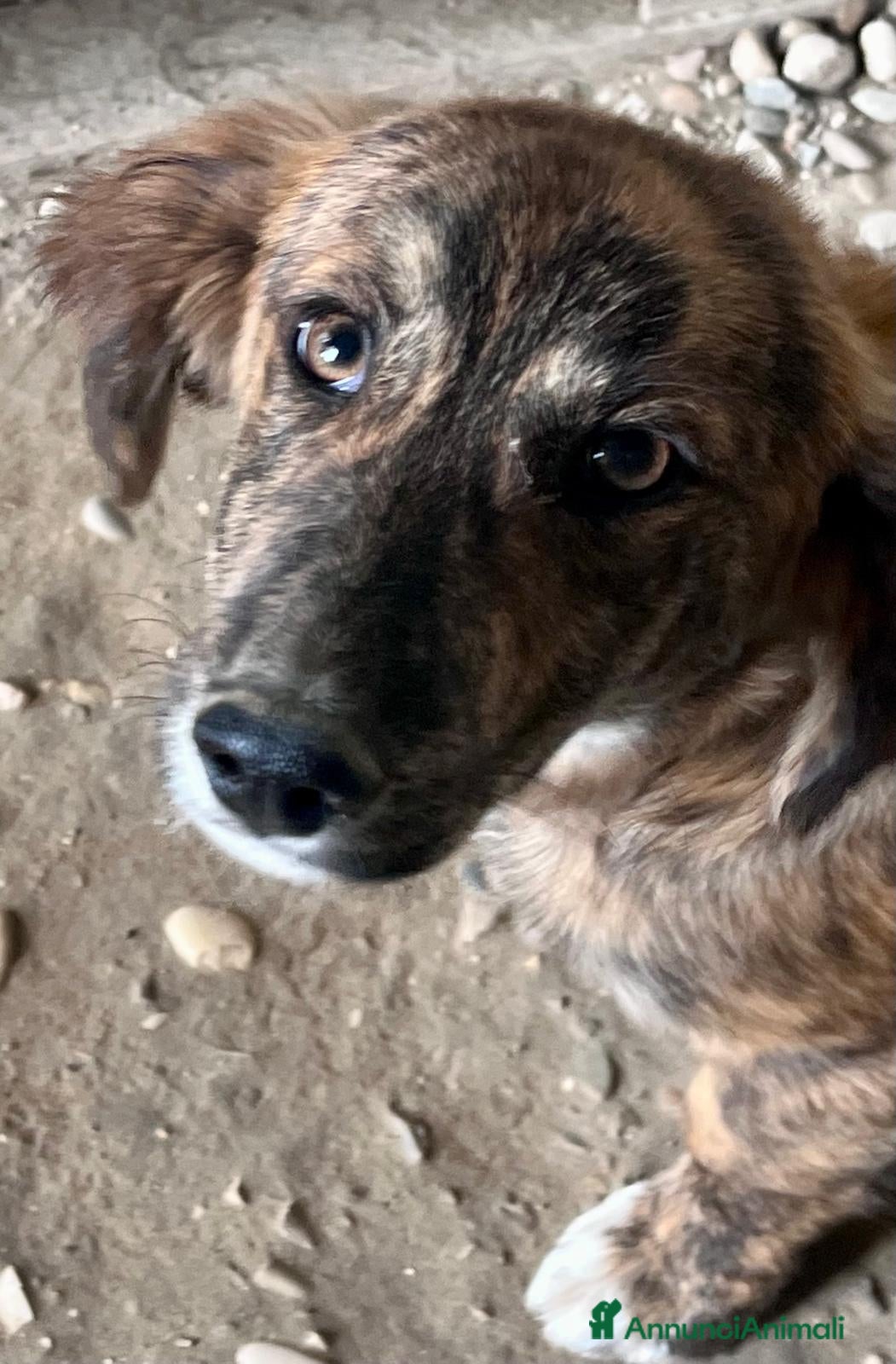 Meticcio cani Cucciola 3 mesi - Annuncio 7