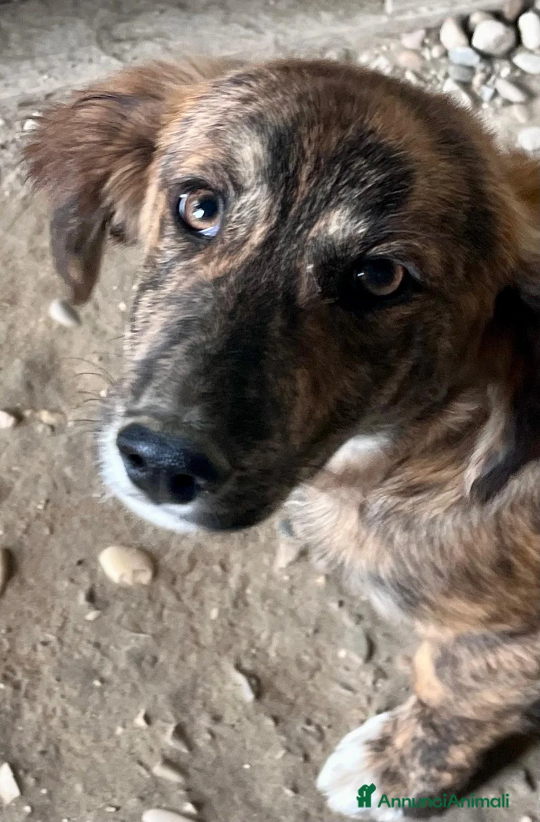 Meticcio cani in regalo: Cucciola 3 mesi - Annuncio 1