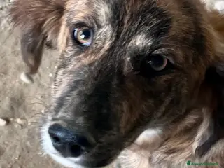 Meticcio cani Cucciola 3 mesi - Annuncio 7