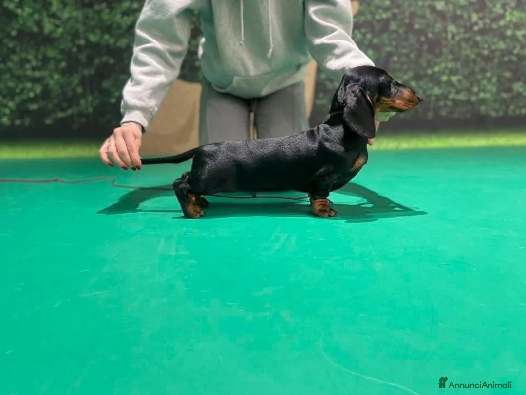 Bassotto cani in vendita: Bassotto tedesco  - Annuncio 9