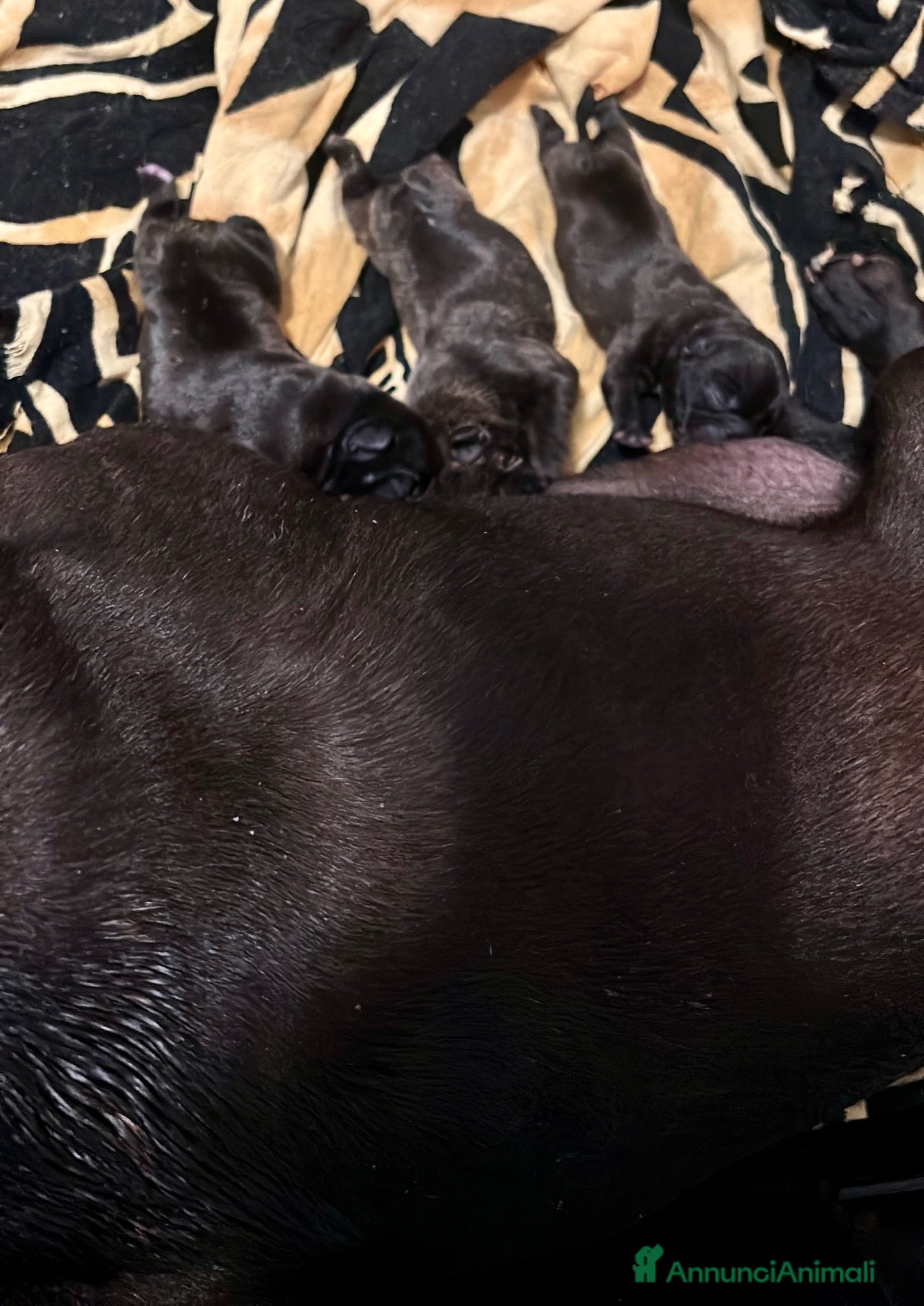 Bulldog Francese cani Bulldog francese con Pedigree Enci  - Annuncio 3