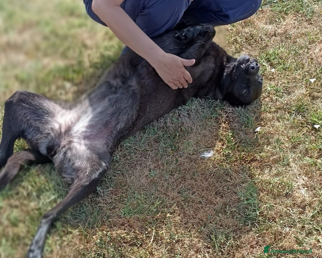 Meticcio cani in regalo: Alma dolcissima simil labrador nera Cane Femmina a Latina - Annuncio 6