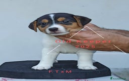 Jack Russell cani in vendita: Cuccioli Jack Russell Terrier con Pedigree a Provincia di Alessandria - Immagine 9