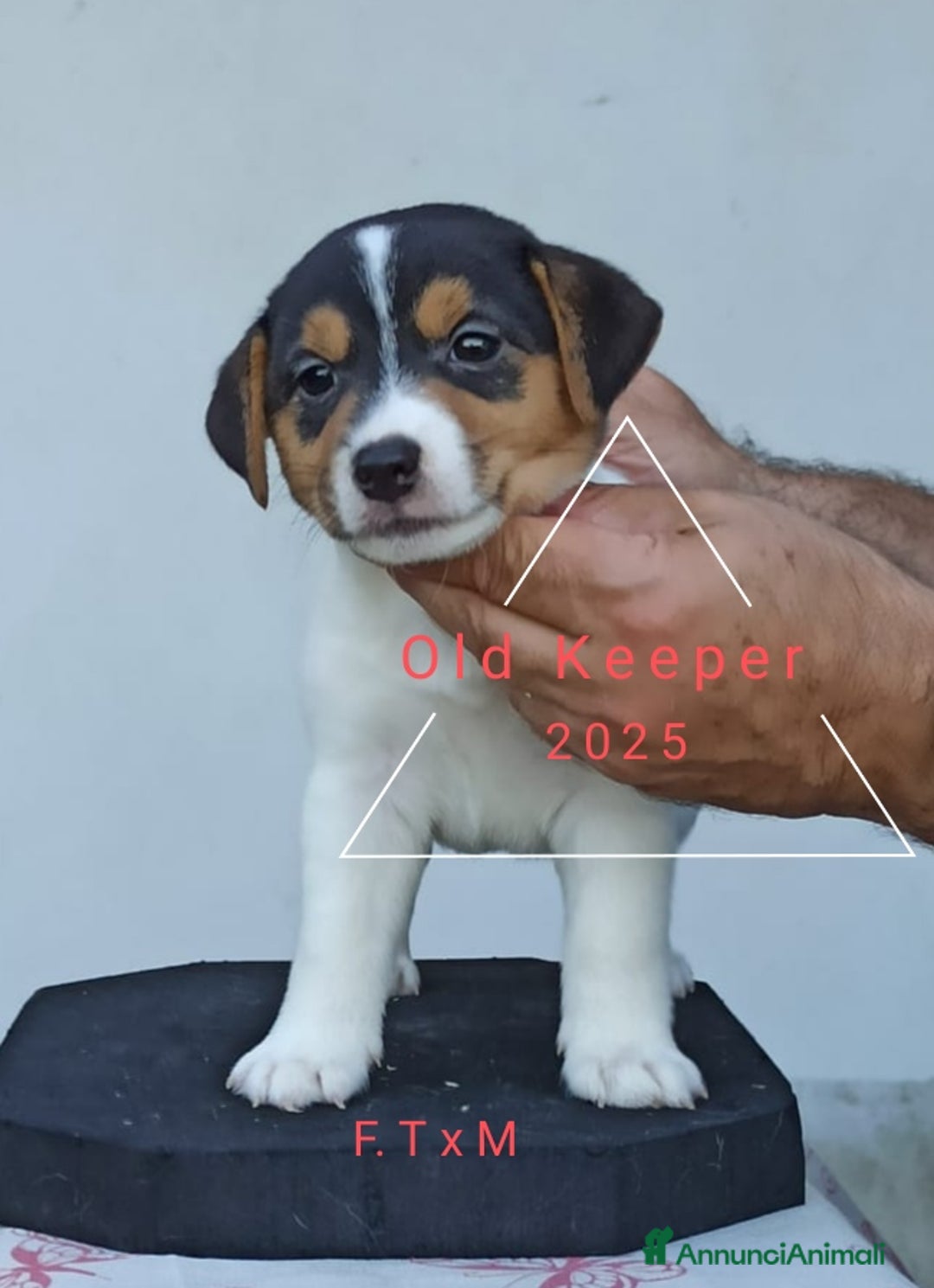 Jack Russell cani in vendita: Cuccioli Jack Russell Terrier con Pedigree a Provincia di Alessandria - Immagine 9