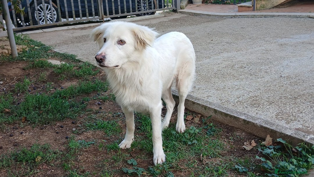 Meticcio cani in regalo: LUPIN MERITA UNA VITA VERA, NON LO CREDI ANCHE TU - Annuncio 3