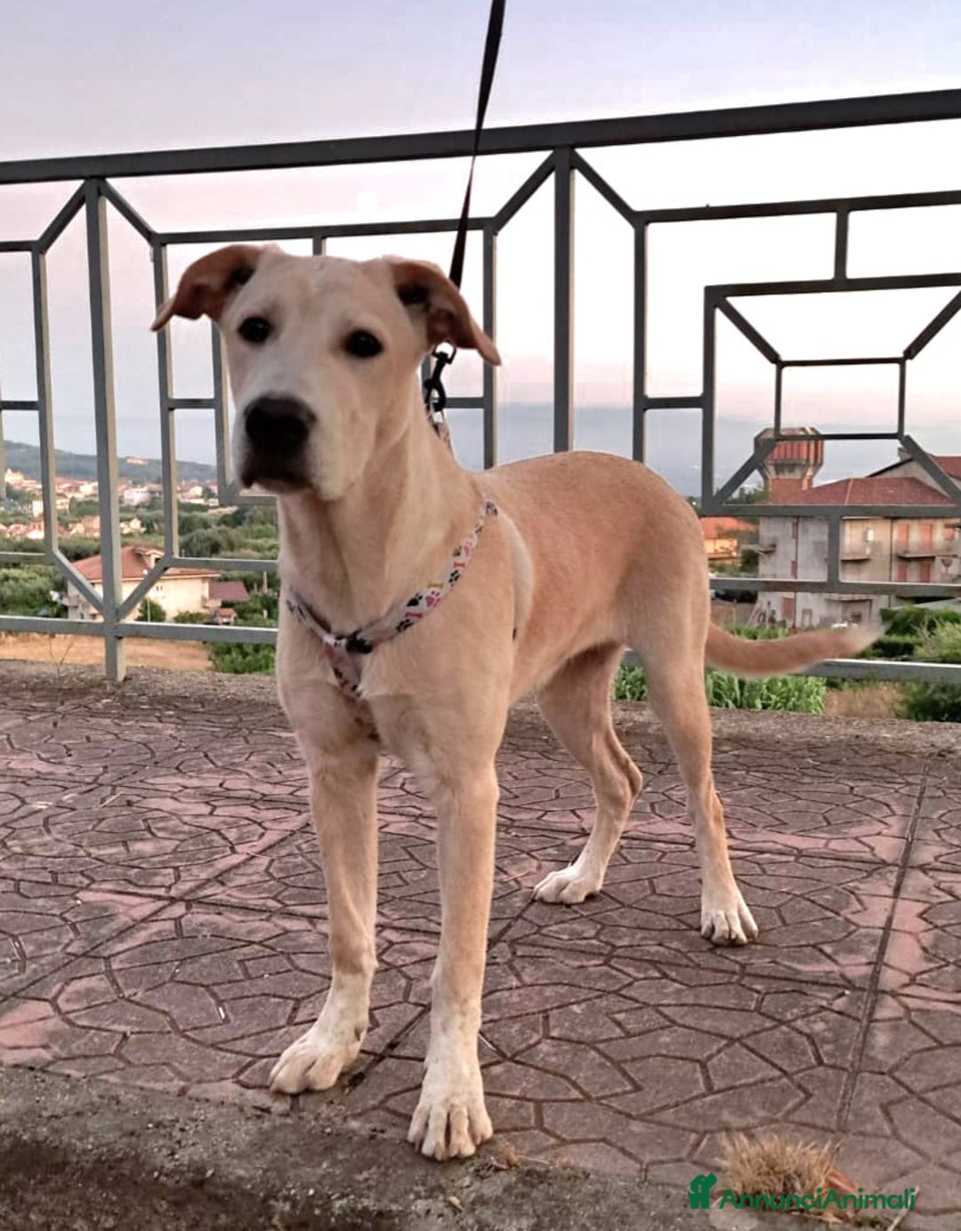 Meticcio cani in regalo: CUCCIOLA MIA a Provincia di Varese - Immagine 4