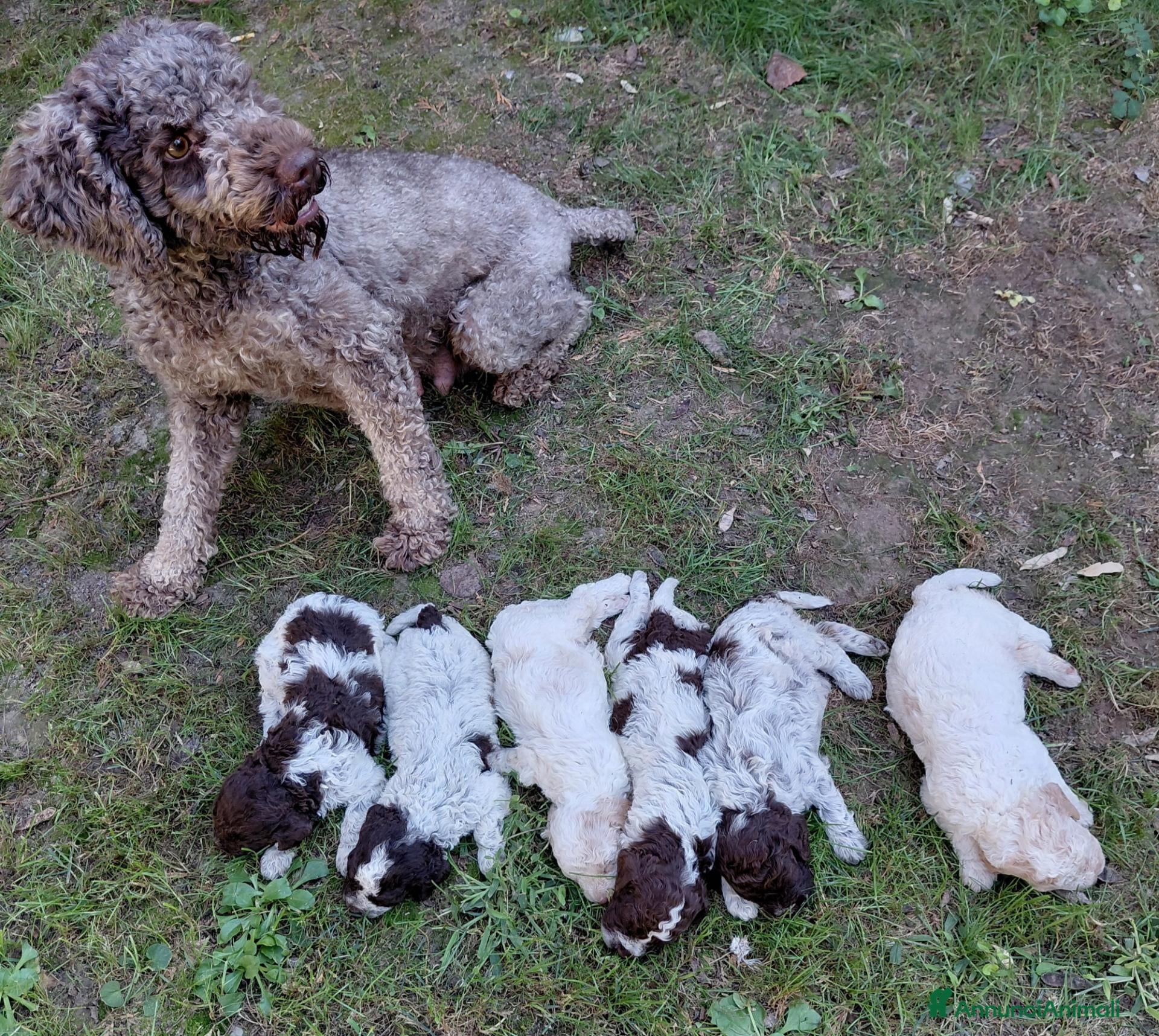 Lagotto cani cuccioli lagotto romagnolo da tartufi - Annuncio 1
