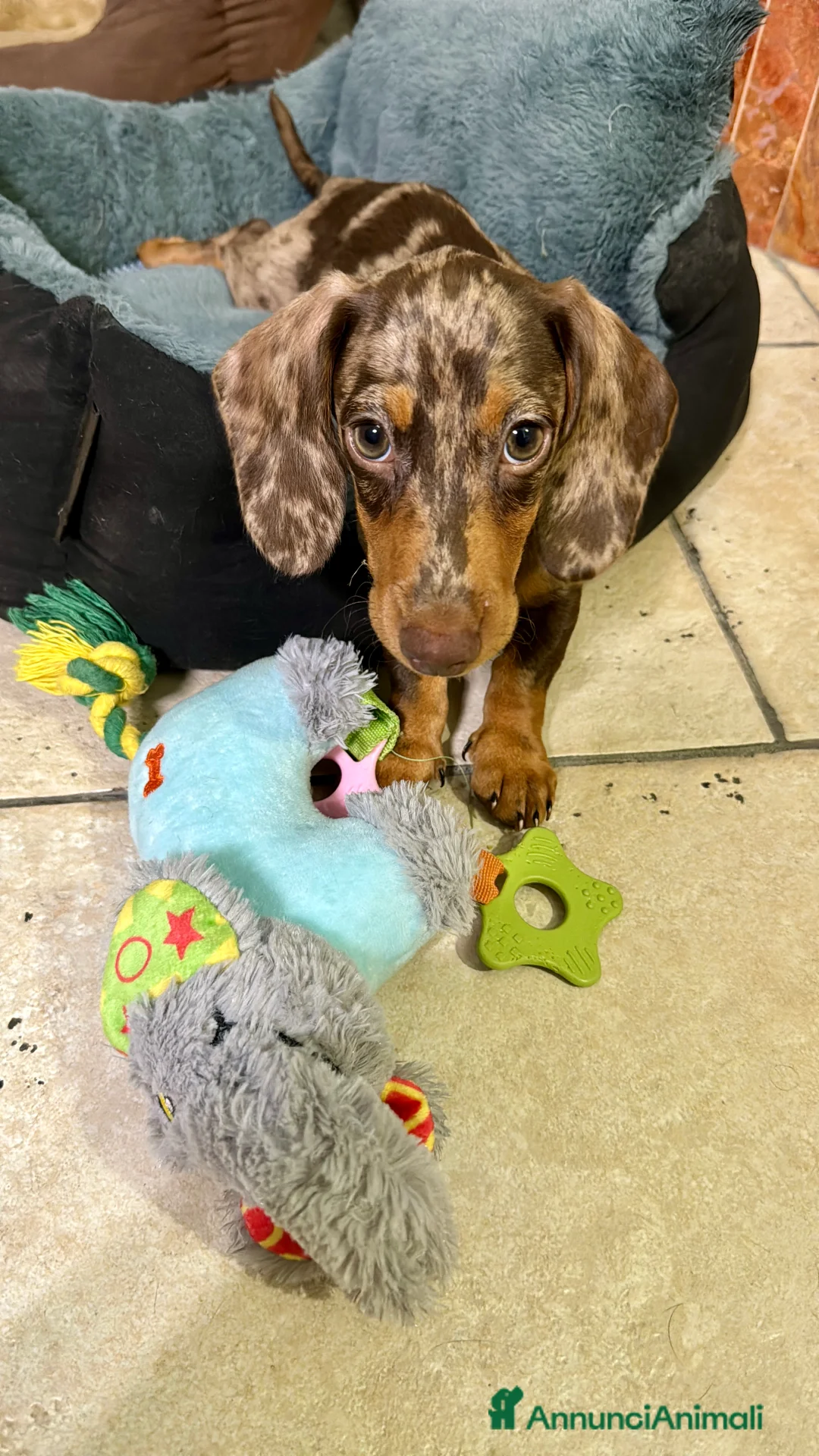 Bassotto cani per accoppiamento: Disponibile bassotto Arlecchino per monta - Annuncio 3