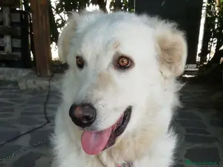 Meticcio cani LA DOLCISSIMA SALLY TI STA ASPETTANDO, IN ADOZIONE - Annuncio 2