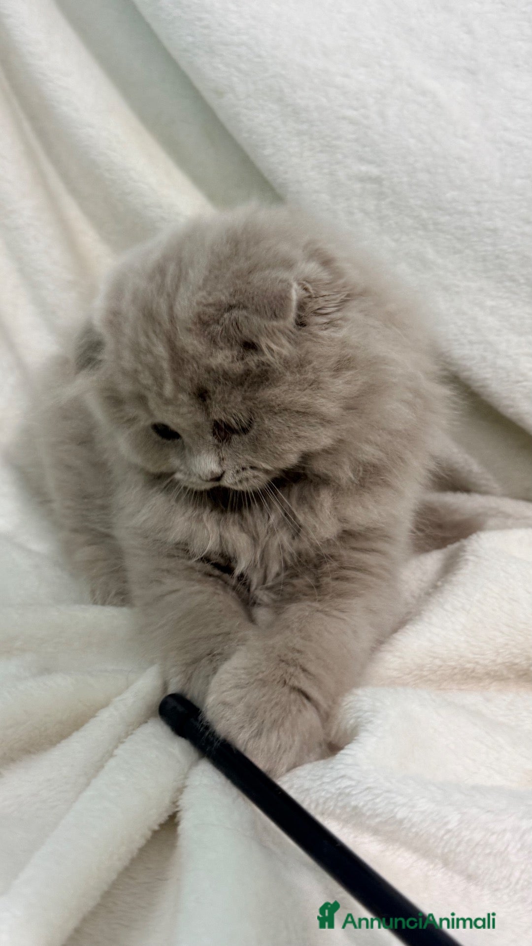 Scottish gatti Scottish fold - Annuncio 15
