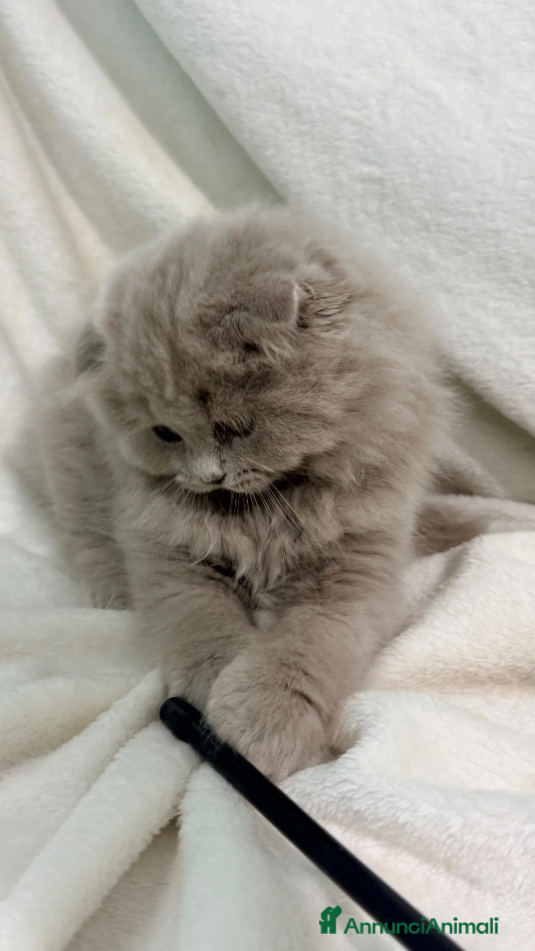 Scottish gatti in vendita: Scottish fold - Annuncio 1