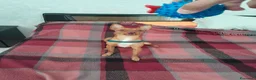 Pinscher Miniatura cani per accoppiamento: Pinscher maschio pronto per accoppiamento - Annuncio 2