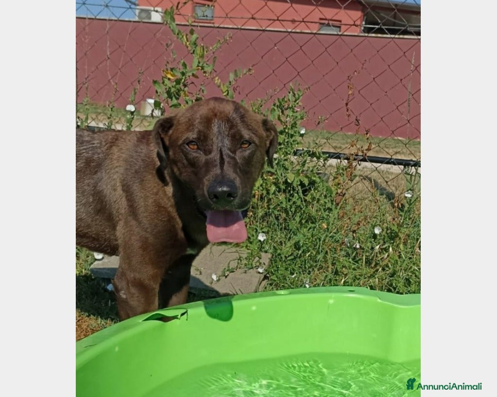 Meticcio cani Fuego, Cane molossino Maschio color cioccolato a Latina - Annuncio 2