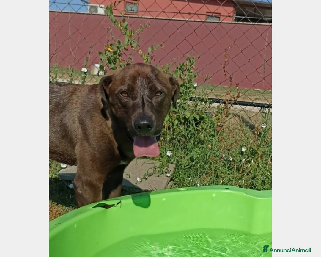 Meticcio cani in regalo: Fuego, Cane molossino Maschio color cioccolato a Latina - Annuncio 2