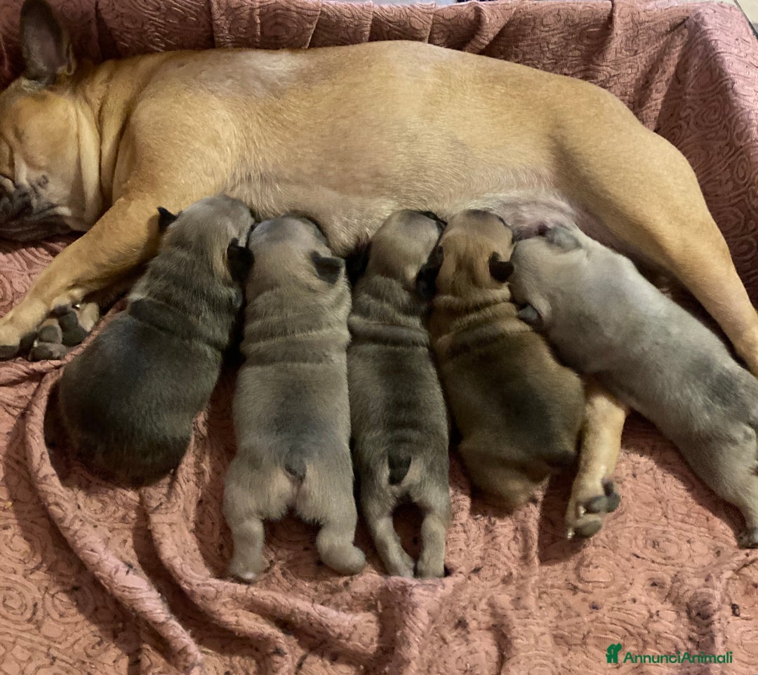 Bulldog Francese cani in vendita: Cuccioli di bulldog francese  - Annuncio 18