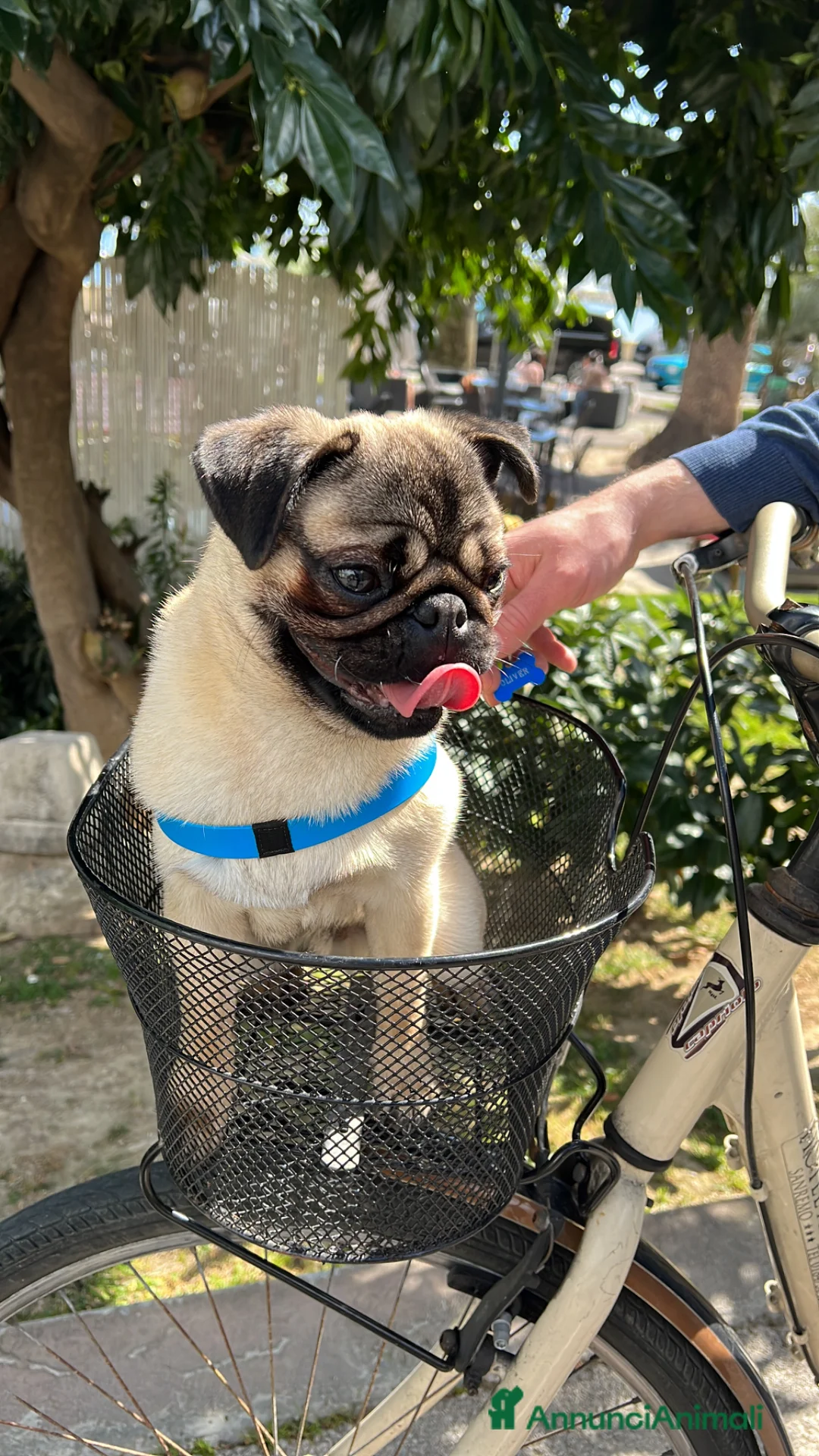 Carlino cani per accoppiamento: Oliver  - Annuncio 8