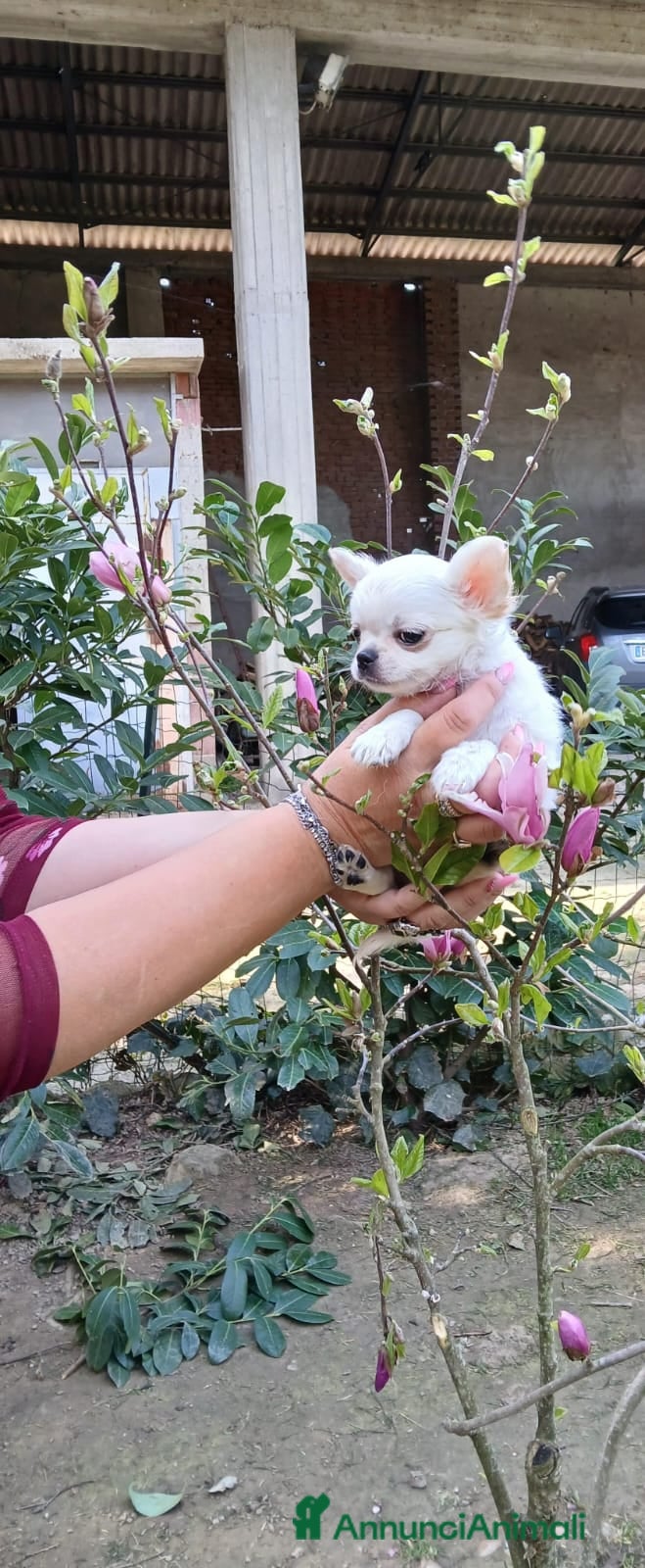 Chihuahua cani Cucciolo di chihuahua   - Annuncio 4