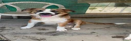 Meticcio cani in regalo: Tobia 15/17mesi possibile nessuno lo noti!!CATANIA a Città metropolitana di Milano - Annuncio 6