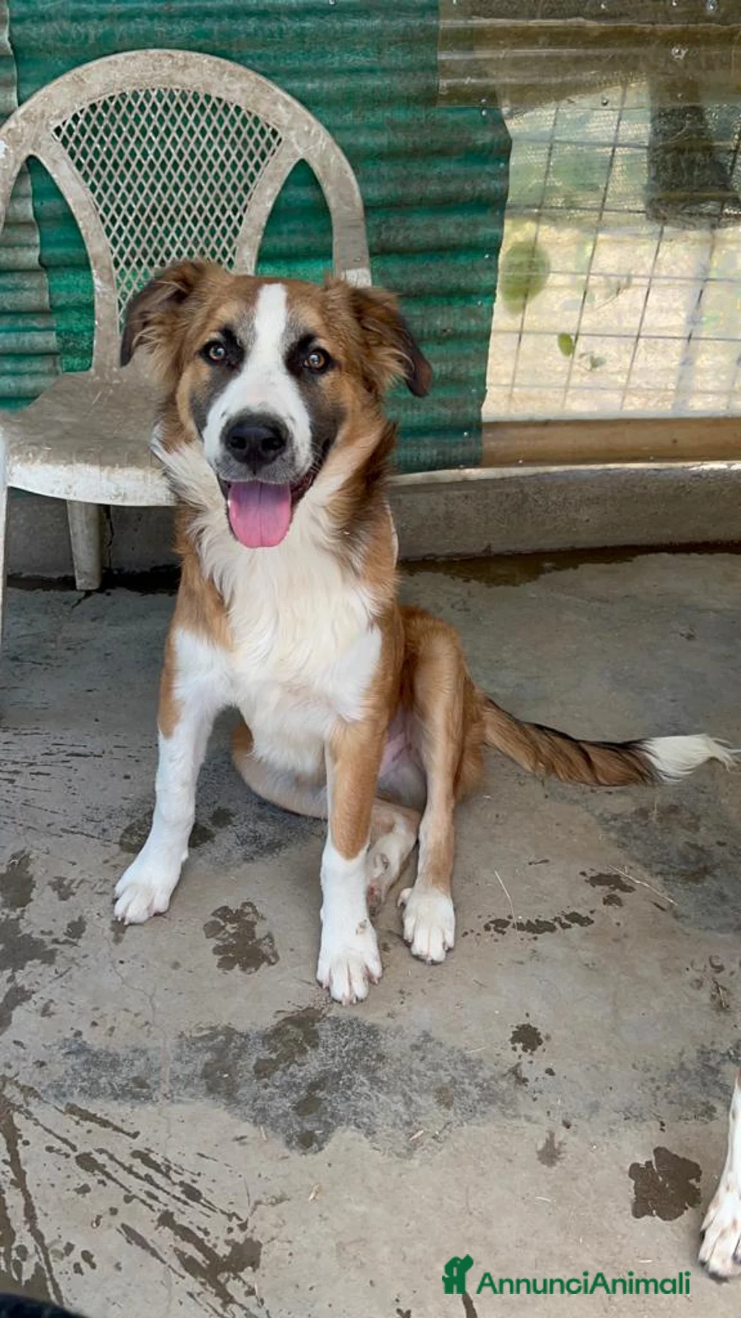 Meticcio cani in regalo: Tobia 15/17mesi possibile nessuno lo noti!!CATANIA a Città metropolitana di Milano - Annuncio 6