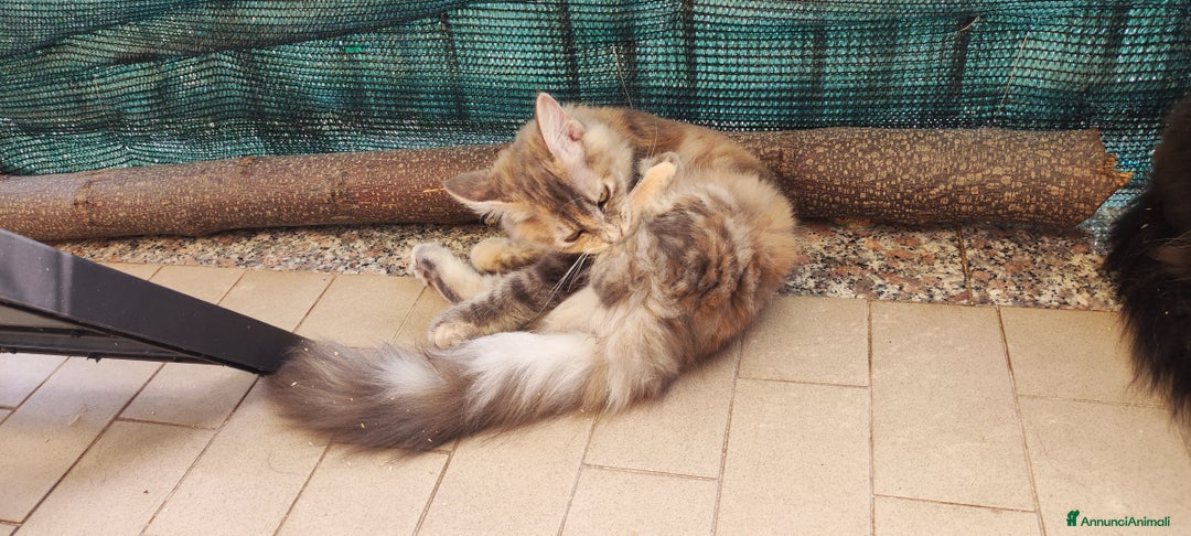 Norvegese gatti in vendita: Norvegese nero e calico - Annuncio 10