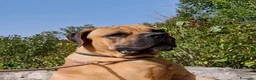 Cane Corso cani per accoppiamento: Cane corso disponibile per monta a Provincia di Chieti - Annuncio 4
