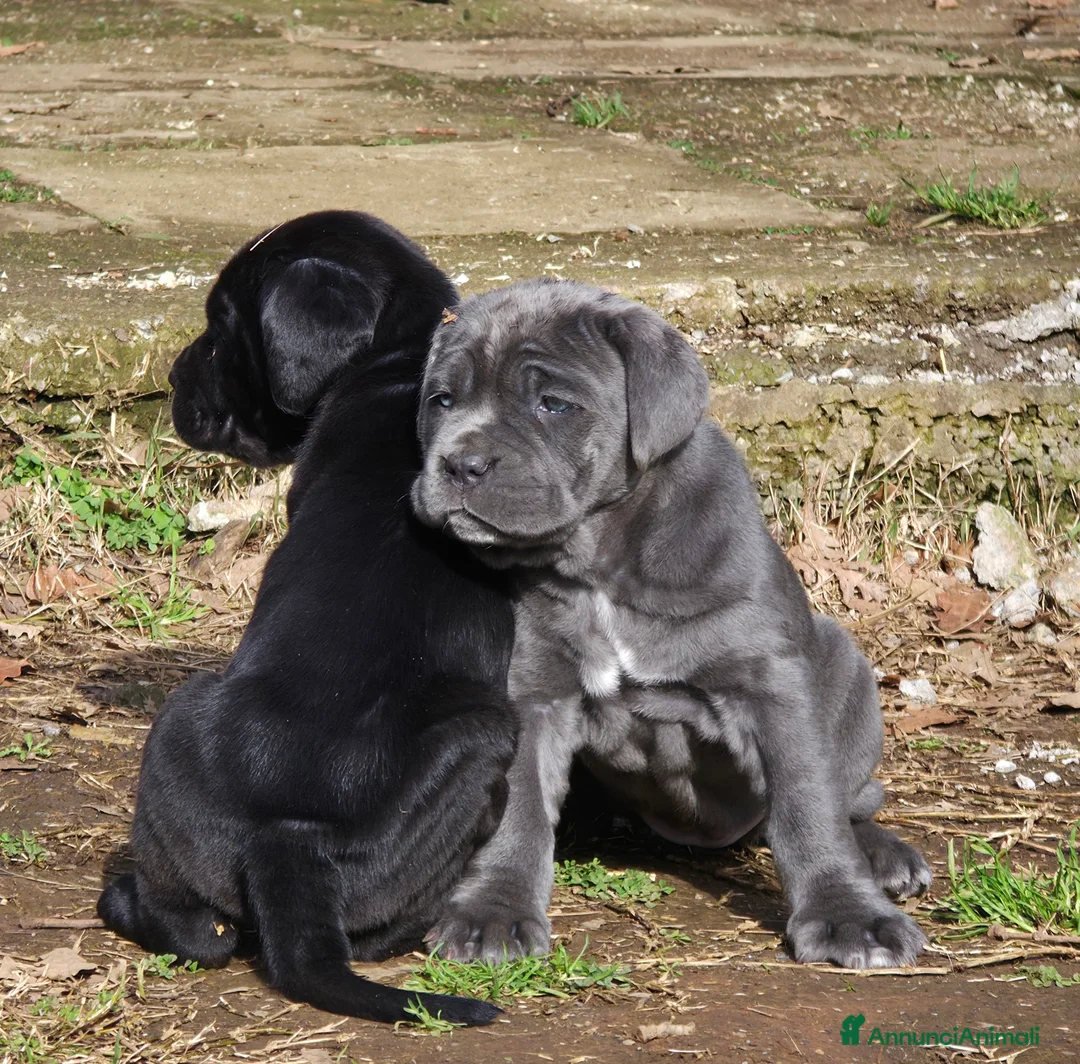 Mastino Napoletano cani in vendita: Cuccioli di Mastino Napoletano - Annuncio 34