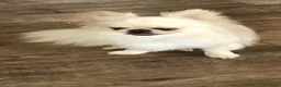 Chihuahua cani in vendita: Chihuahua femmina  - Annuncio 3