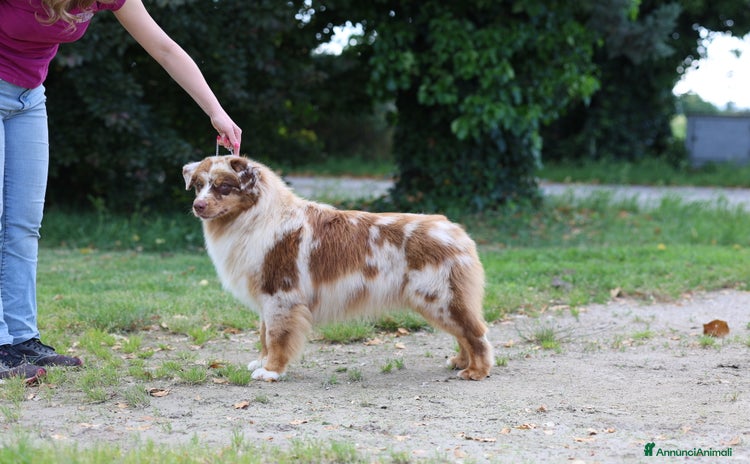 Australian Shepherd cani a Provincia di Rimini - Annuncio 11