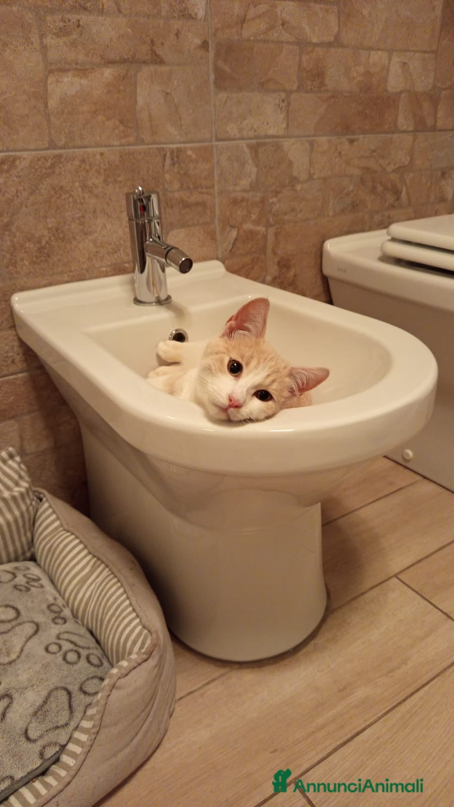 Meticcio gatti DOLCISSIMA GATTINA DA ADOTTARE - Annuncio 18